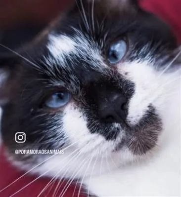 Gato ra a SRD-siamesado idade 7 a 11 meses nome Féliqs