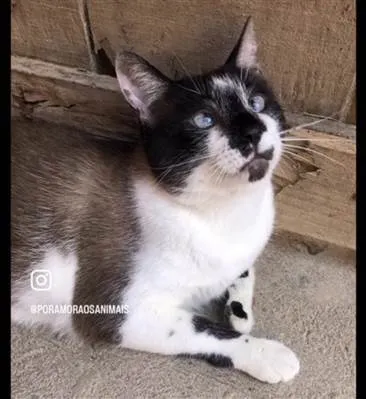 Gato ra a SRD-siamesado idade 7 a 11 meses nome Féliqs