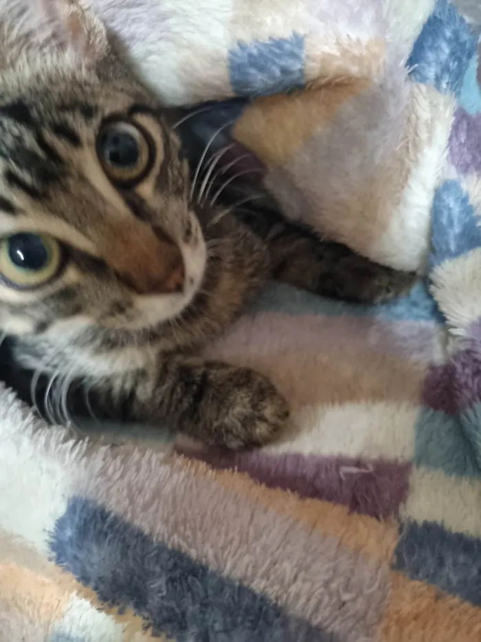 Gato ra a SRD-ViraLata idade 2 a 6 meses nome Lindinha