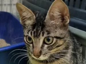 Gato raça SRD-ViraLata idade 2 a 6 meses nome Lindinha