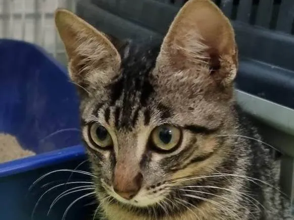 Gato ra a SRD-ViraLata idade 2 a 6 meses nome Lindinha