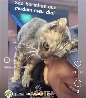 Gato ra a SRD-tigradinha idade 2 anos nome NinaLinda