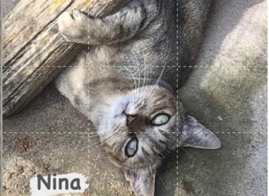 Gato ra a SRD-tigradinha idade 2 anos nome NinaLinda