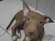 Adão 