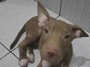 Cachorro raça Bull terrier idade 2 a 6 meses nome Adão 