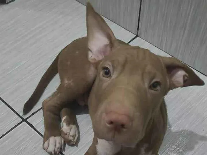 Cachorro ra a Bull terrier idade 2 a 6 meses nome Adão 