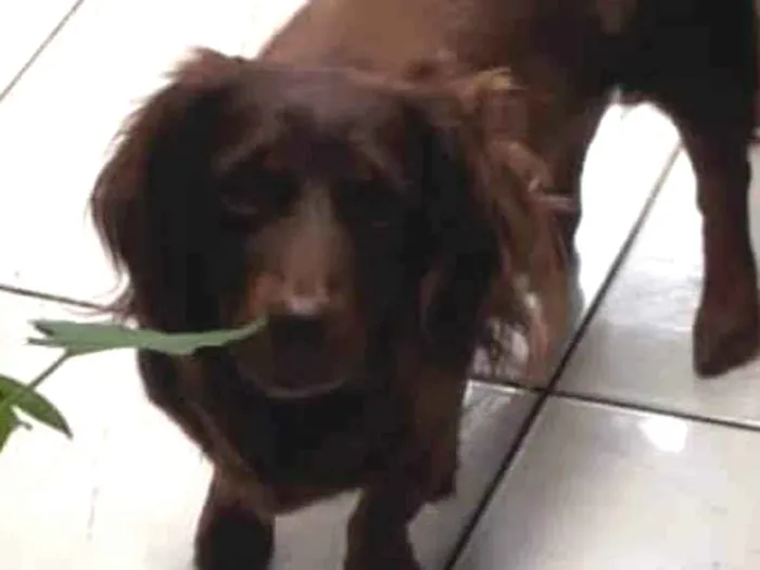 Cachorro ra a SRD-ViraLata idade 2 anos nome Nescau