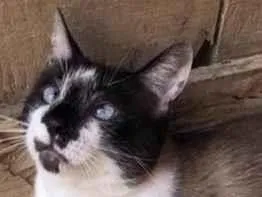 Gato raça SRD-siamesado idade 7 a 11 meses nome Féliqs