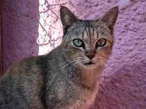 Gato raça SRD-tigradinha idade 2 anos nome NinaLinda