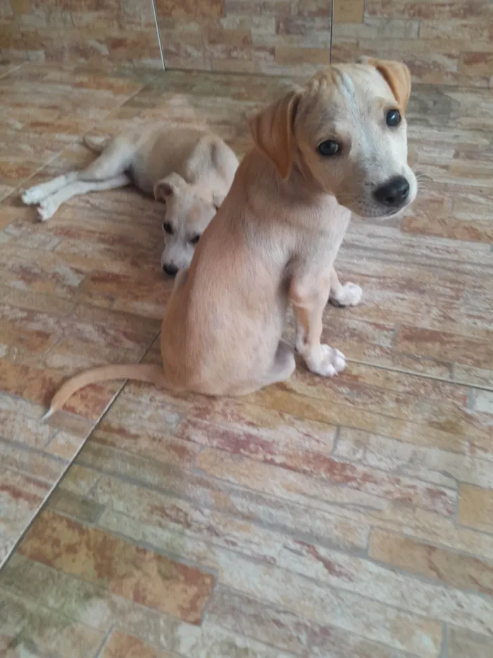 Cachorro ra a Indefinida idade 2 a 6 meses nome Anarelinho