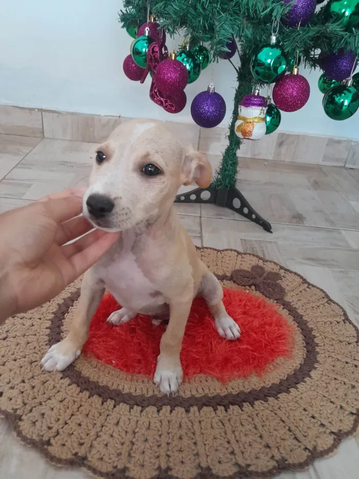 Cachorro ra a Indefinida idade 2 a 6 meses nome Anarelinho