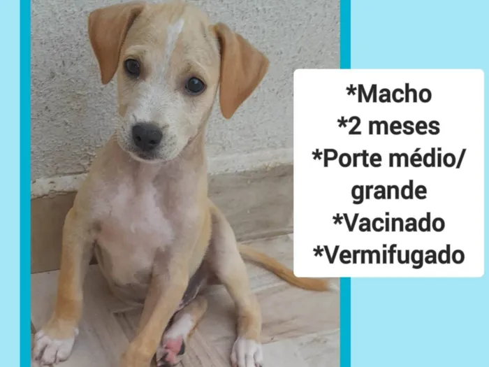 Cachorro ra a Indefinida idade 2 a 6 meses nome Anarelinho