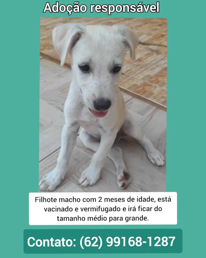 Cachorro ra a Indefinida  idade 2 a 6 meses nome Branquinho