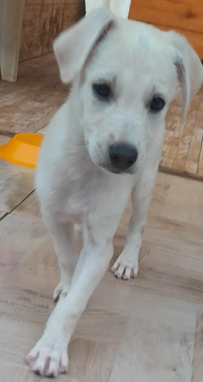 Cachorro ra a Indefinida  idade 2 a 6 meses nome Branquinho