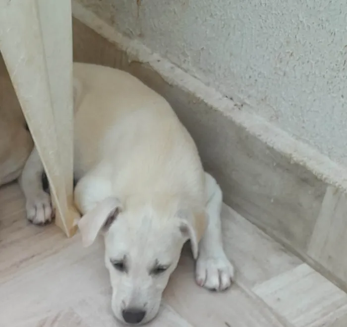 Cachorro ra a Indefinida  idade 2 a 6 meses nome Branquinho