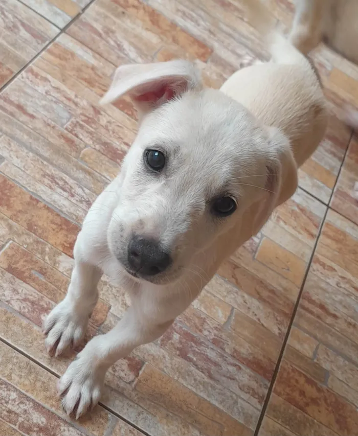 Cachorro ra a Indefinida  idade 2 a 6 meses nome Branquinho