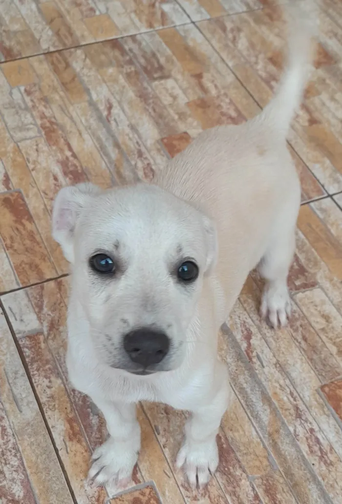 Cachorro ra a Indefinida  idade 2 a 6 meses nome Branquinho