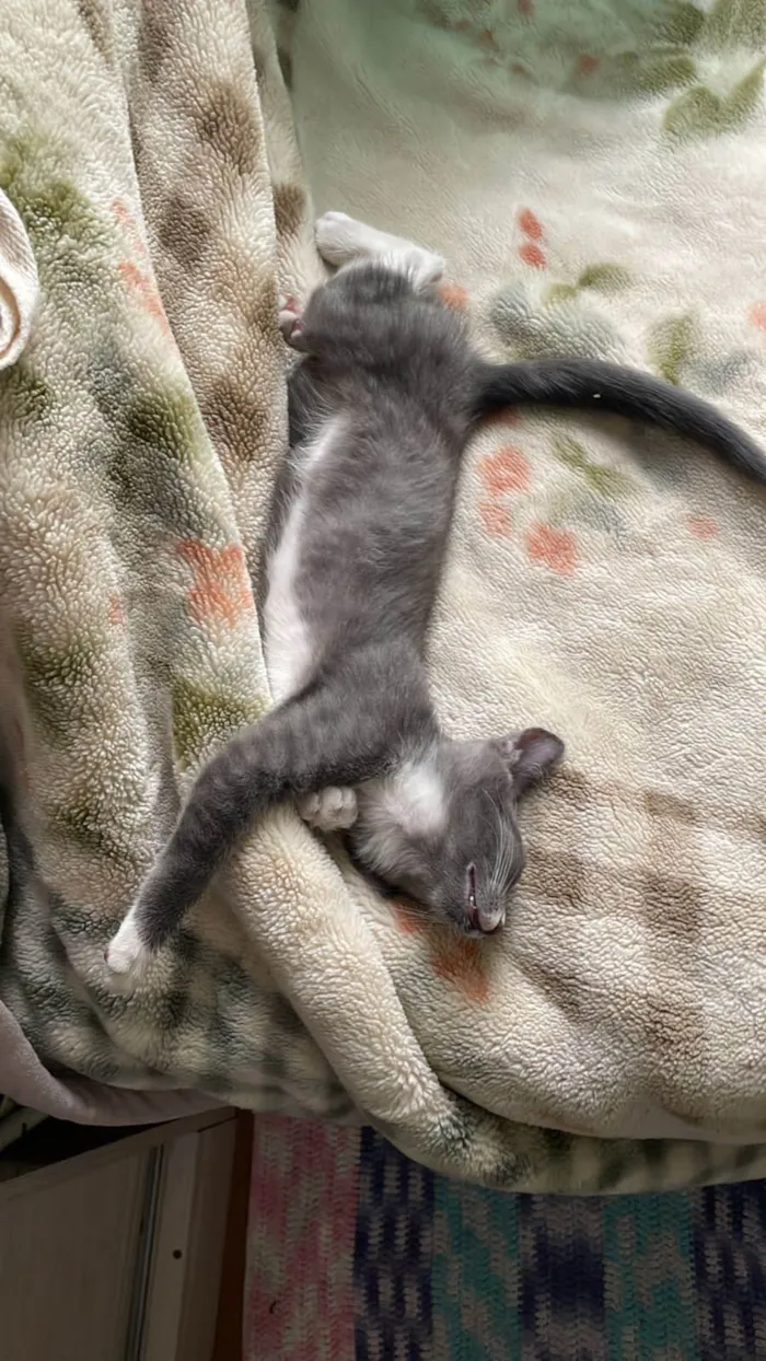Gato ra a SRD-ViraLata idade 2 a 6 meses nome Jack