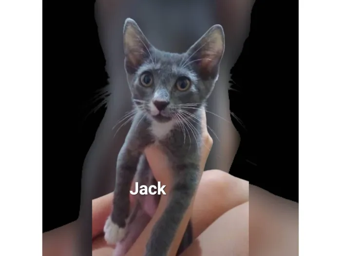 Gato ra a SRD-ViraLata idade 2 a 6 meses nome Jack