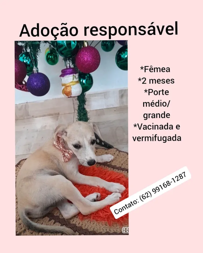 Cachorro ra a SRD-ViraLata idade 2 a 6 meses nome Jolie