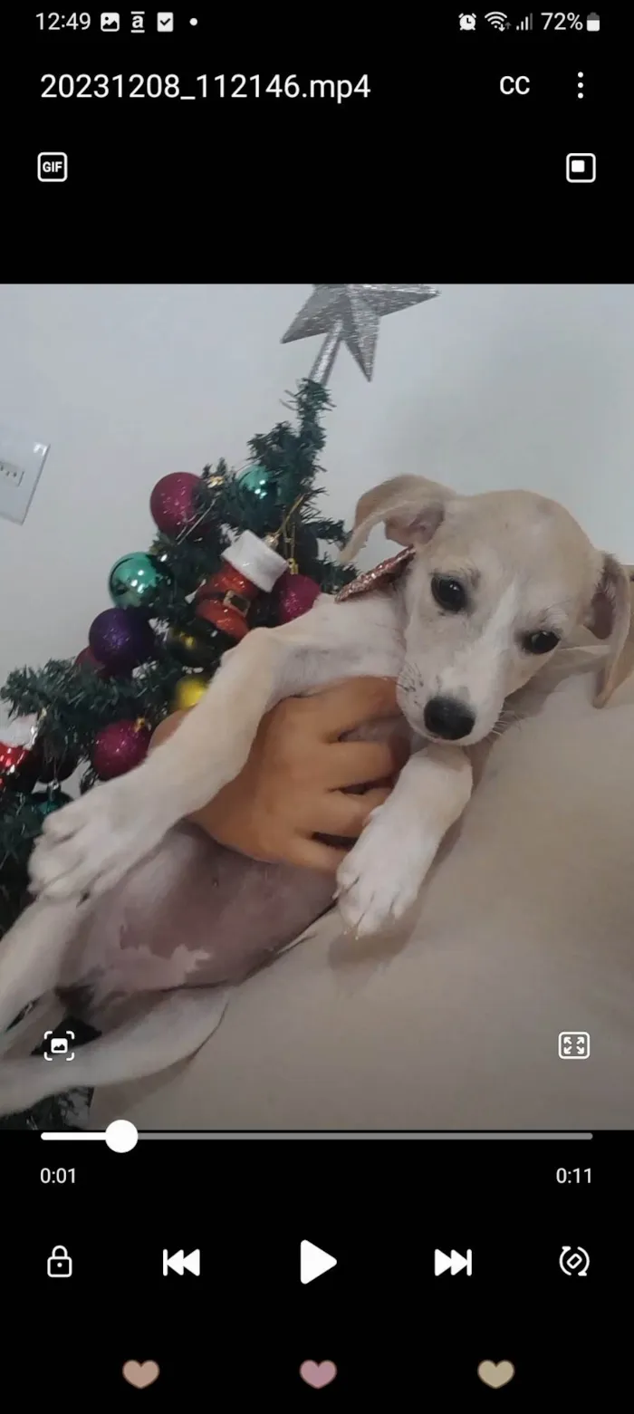 Cachorro ra a SRD-ViraLata idade 2 a 6 meses nome Jolie