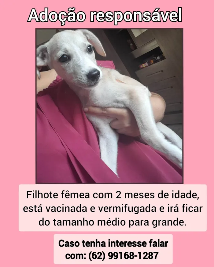 Cachorro ra a SRD-ViraLata idade 2 a 6 meses nome Jolie