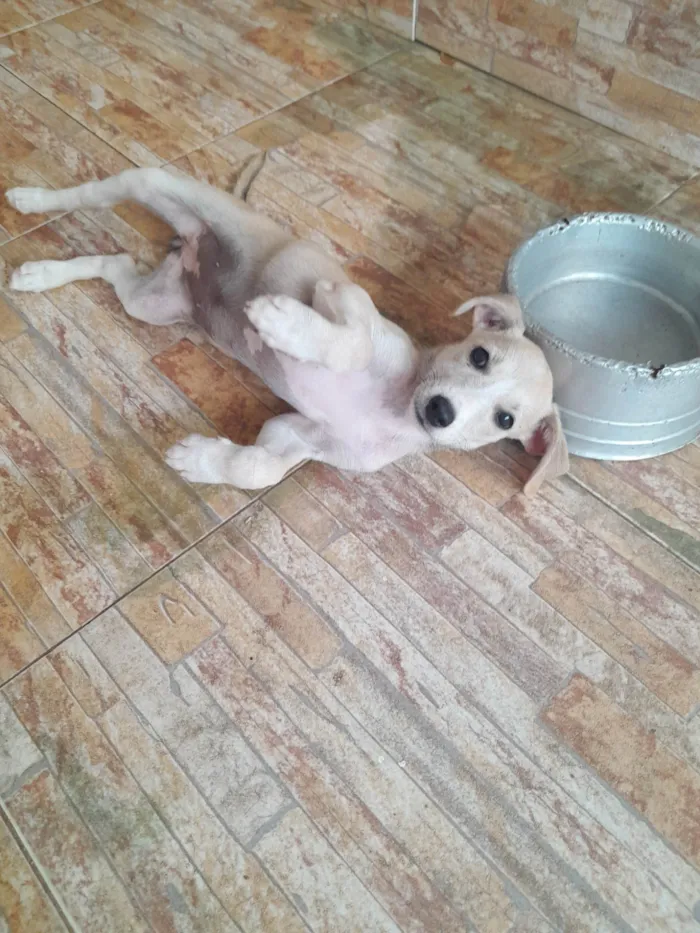 Cachorro ra a SRD-ViraLata idade 2 a 6 meses nome Jolie