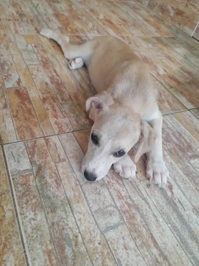 Cachorro ra a SRD-ViraLata idade 2 a 6 meses nome Jolie