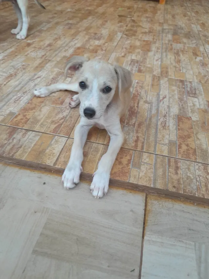 Cachorro ra a SRD-ViraLata idade 2 a 6 meses nome Jolie