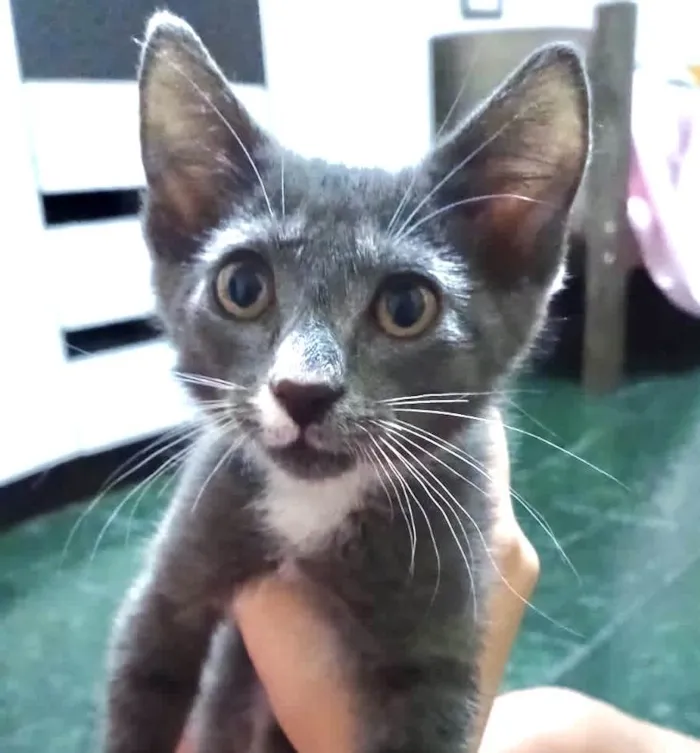 Gato ra a SRD-ViraLata idade Abaixo de 2 meses nome Jack
