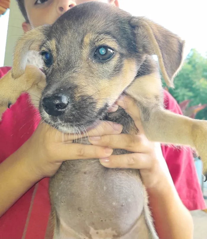 Cachorro ra a SRD-ViraLata idade 2 a 6 meses nome Mel