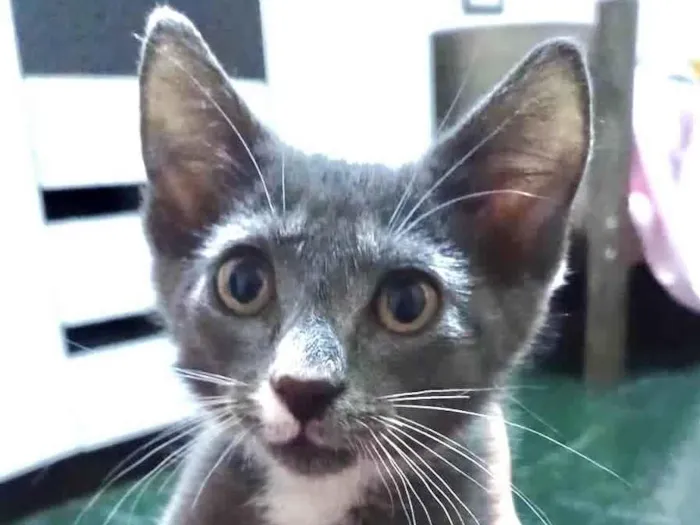 Gato ra a SRD-ViraLata idade Abaixo de 2 meses nome Jack