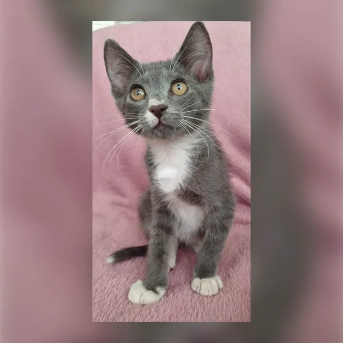 Gato ra a SRD-ViraLata idade Abaixo de 2 meses nome Jack