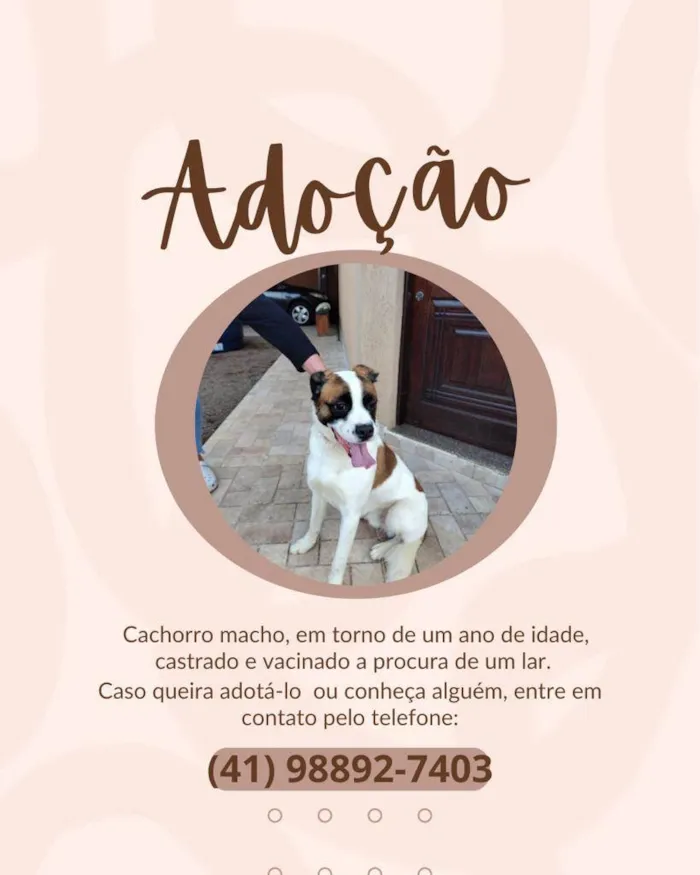 Cachorro ra a Srd idade 1 ano nome Duque