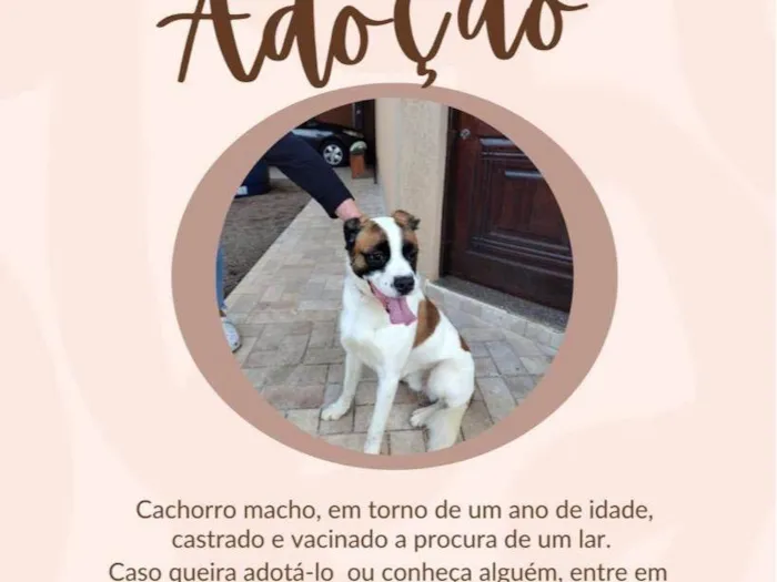 Cachorro ra a Srd idade 1 ano nome Duque