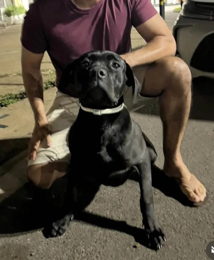 Cachorro ra a Cane corso idade 1 ano nome Pantera