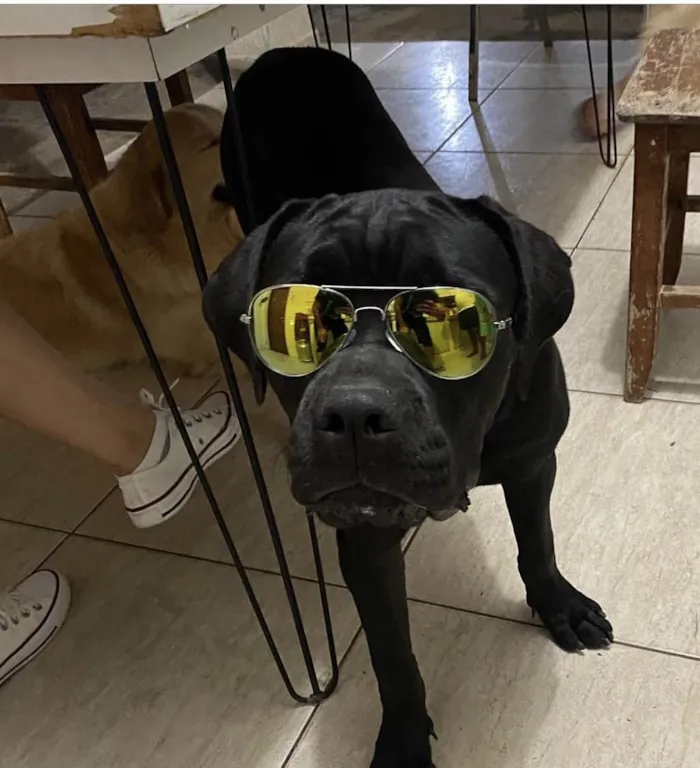 Cachorro ra a Cane corso idade 1 ano nome Pantera