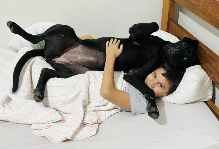 Cachorro ra a Cane corso idade 1 ano nome Pantera