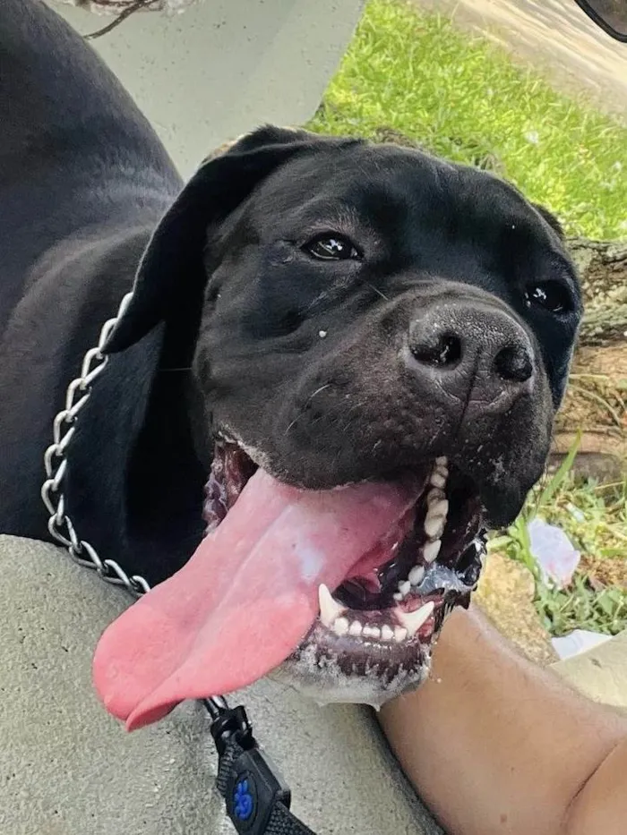 Cachorro ra a Cane corso idade 1 ano nome Pantera