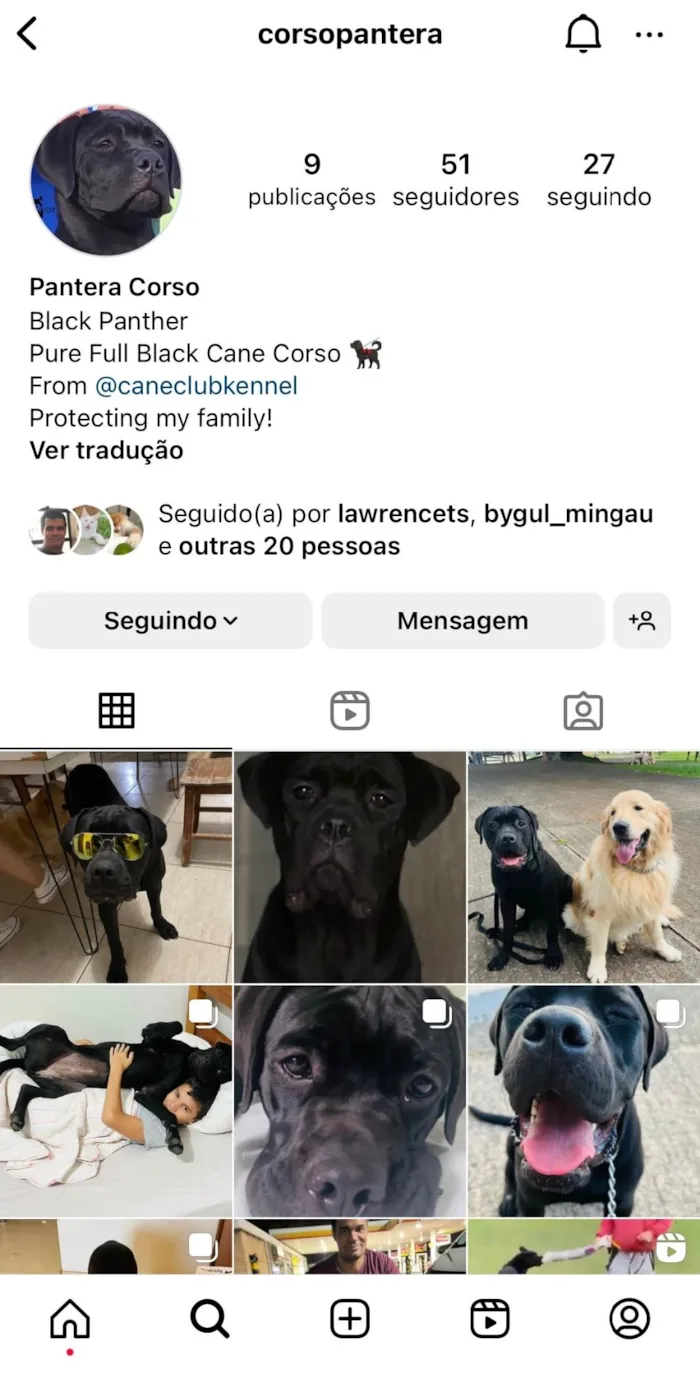 Cachorro ra a Cane corso idade 1 ano nome Pantera
