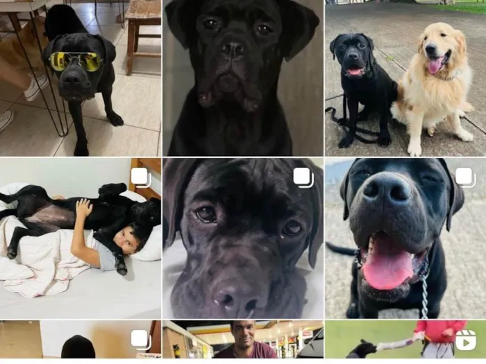 Cachorro ra a Cane corso idade 1 ano nome Pantera