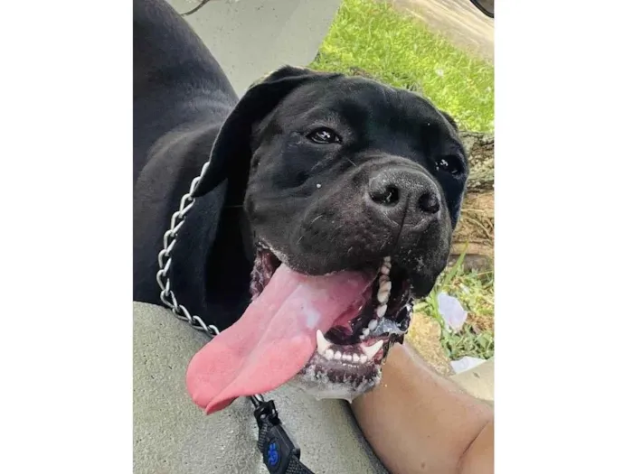 Cachorro ra a Cane corso idade 1 ano nome Pantera