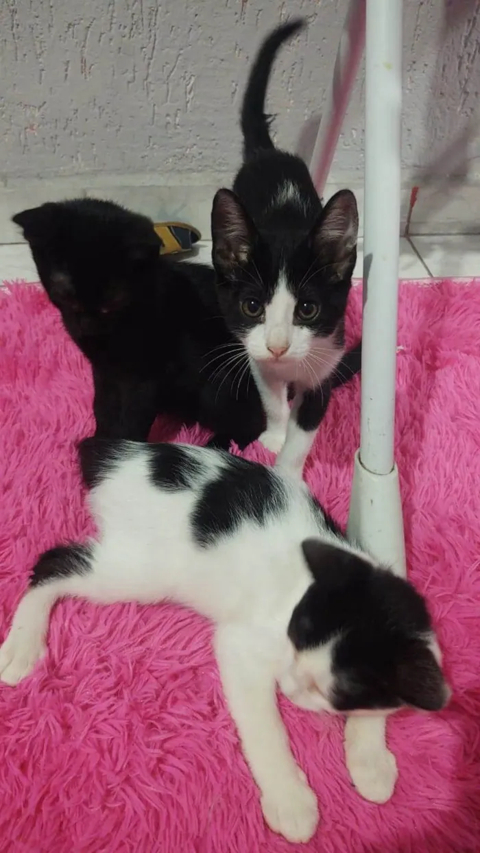 Gato ra a Sem idade Abaixo de 2 meses nome 1 mês