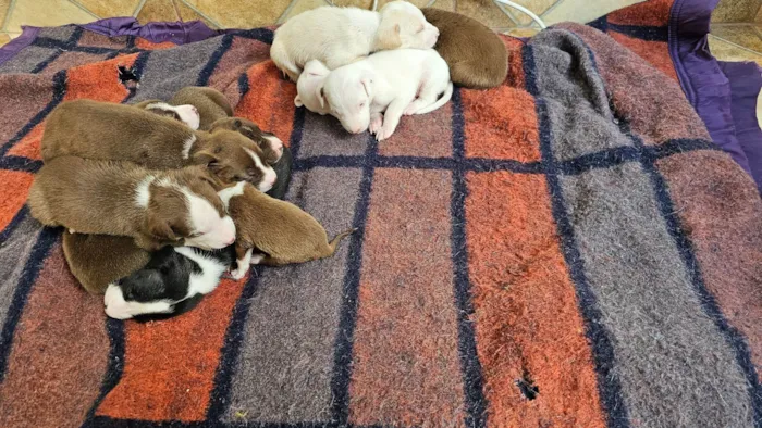 Cachorro ra a Pit-Bull com vira lata idade Abaixo de 2 meses nome Sem nome