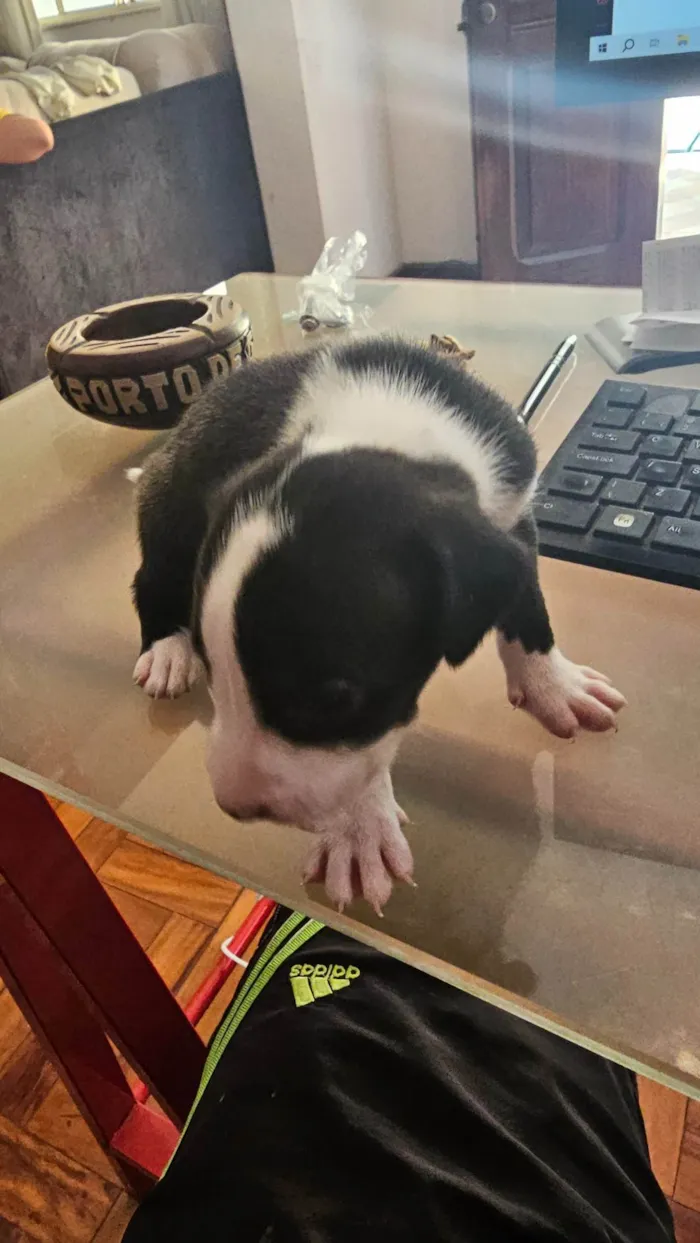 Cachorro ra a Pit-Bull com vira lata idade Abaixo de 2 meses nome Sem nome