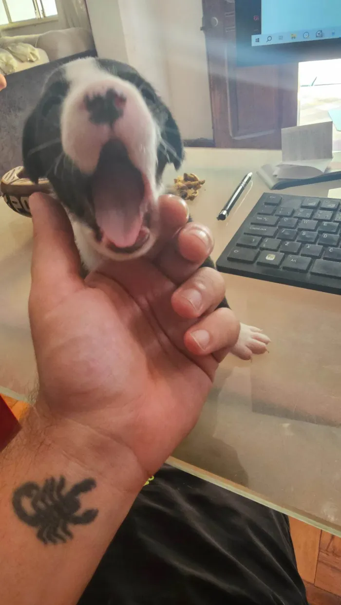 Cachorro ra a Pit-Bull com vira lata idade Abaixo de 2 meses nome Sem nome