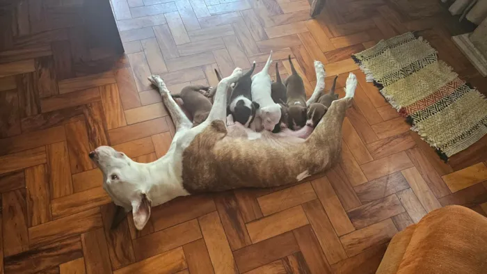 Cachorro ra a Pit-Bull com vira lata idade Abaixo de 2 meses nome Sem nome
