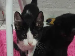Gato raça Sem idade Abaixo de 2 meses nome 1 mês