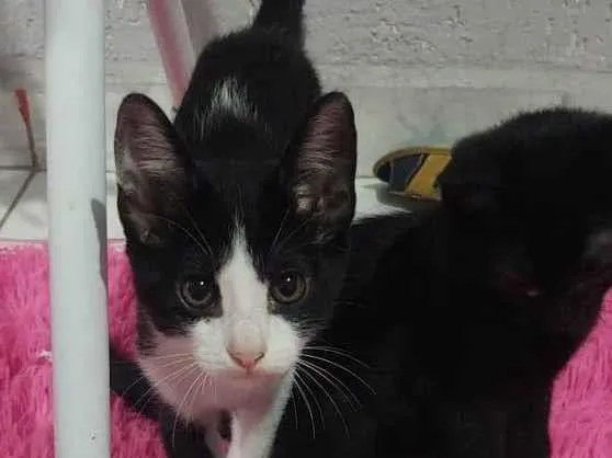 Gato ra a Sem idade Abaixo de 2 meses nome 1 mês