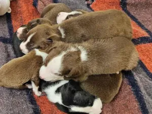 Cachorro raça Pit-Bull com vira lata idade Abaixo de 2 meses nome Sem nome
